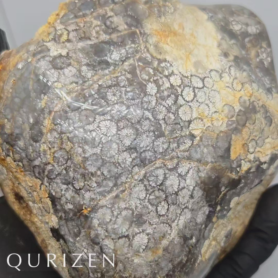 Polished Fossil Coral Display Specimen