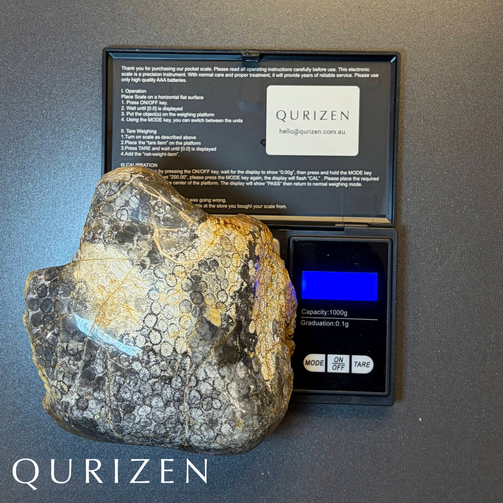 Polished Fossil Coral Display Specimen