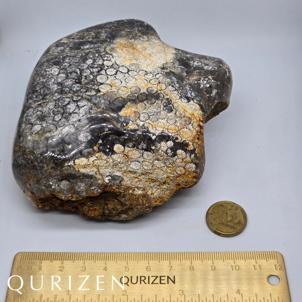 Polished Fossil Coral Display Specimen