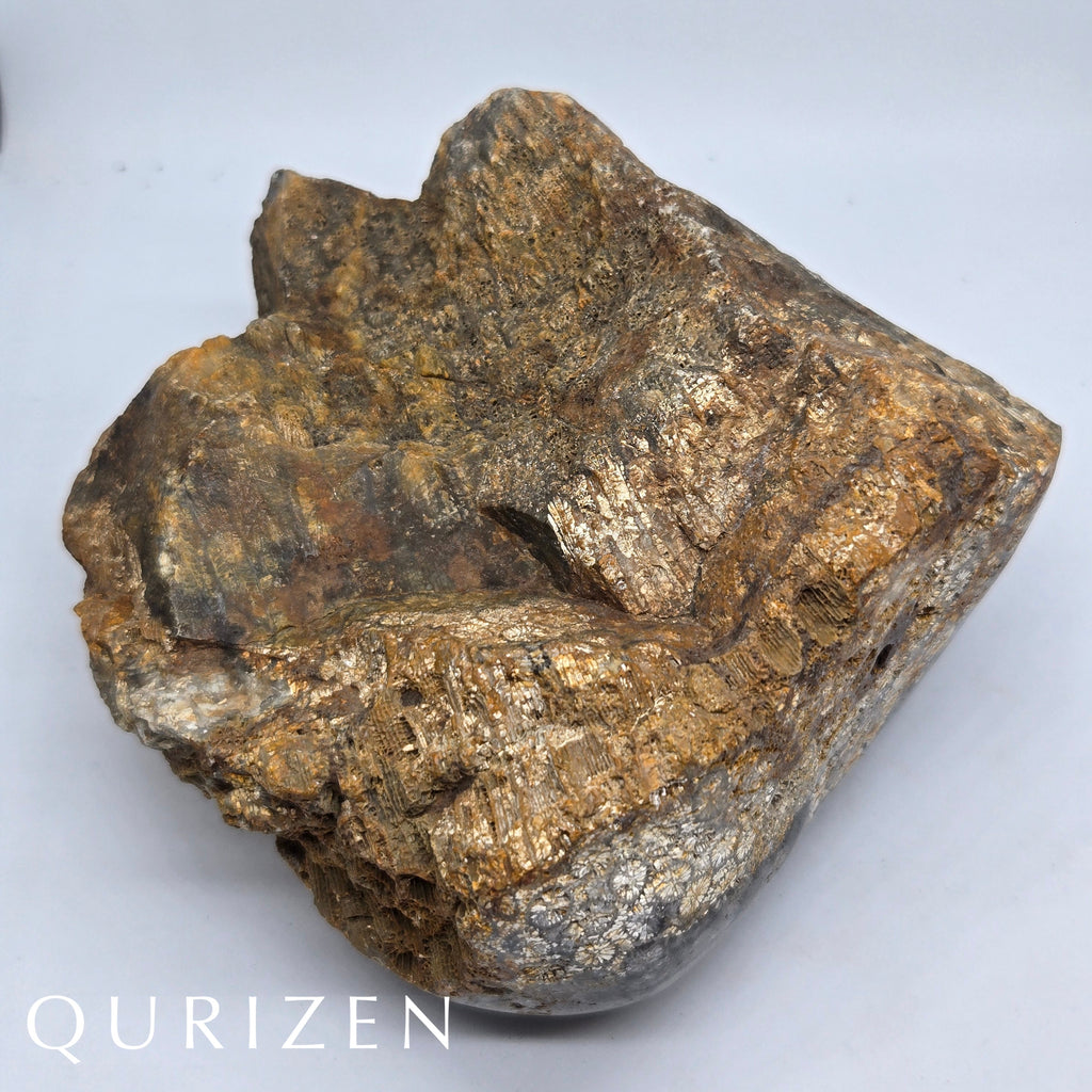 Polished Fossil Coral Display Specimen