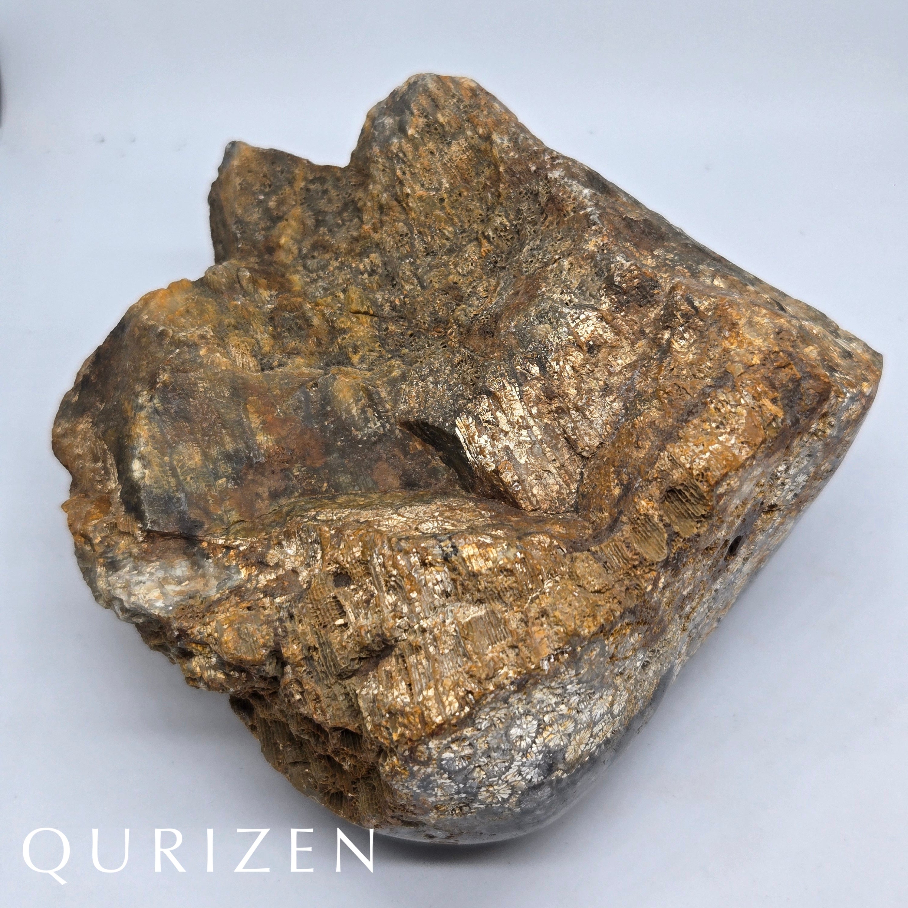 Polished Fossil Coral Display Specimen